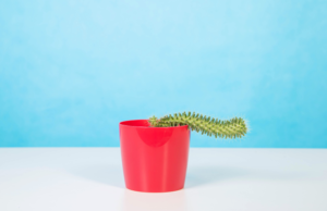 проблемы с эрекцией